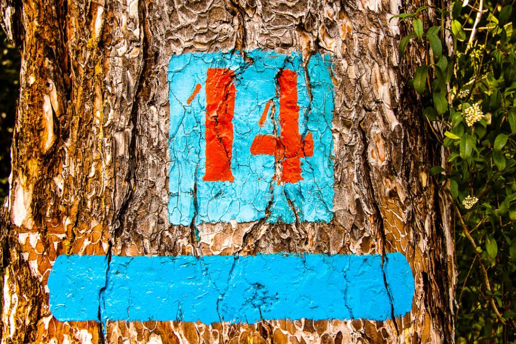 Aged tree signed with number 14
 / © Foto: Georg Berg