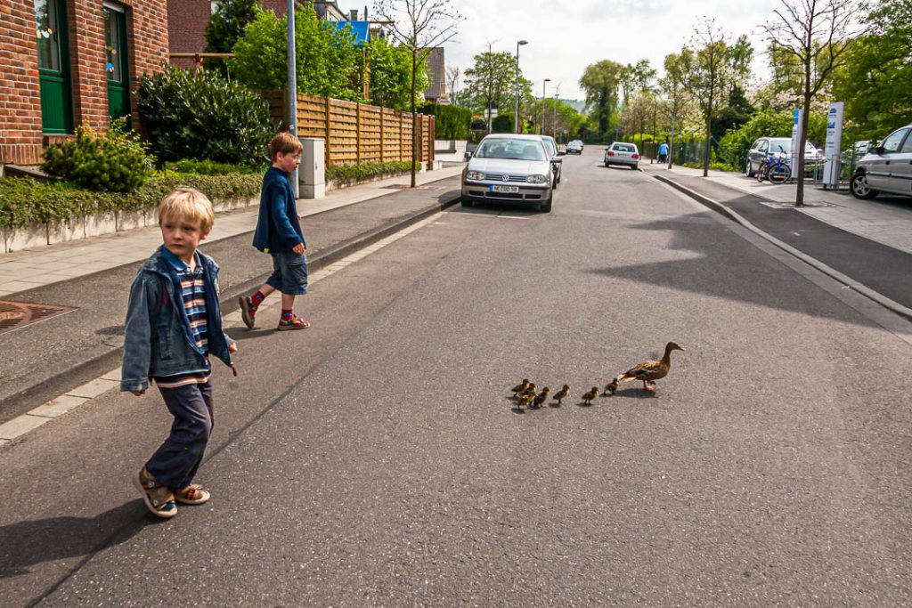 Zwei Jungen sichern den Weg über die Straße für eine Entenfamilie / © Foto: Georg Berg