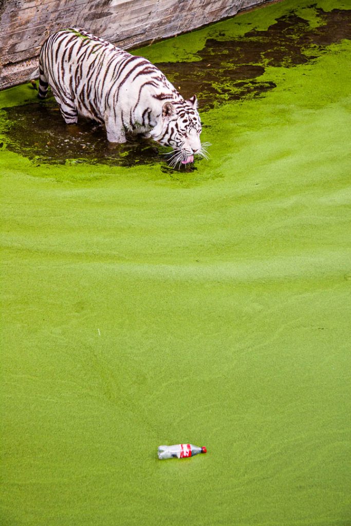 Ein wegen Inzucht weißer Tiger trinkt Wasser aus einem mit Entengrütze bedeckten Becken, in dem eine leere Cola-Flasche schwimmt / © Foto: Georg Berg