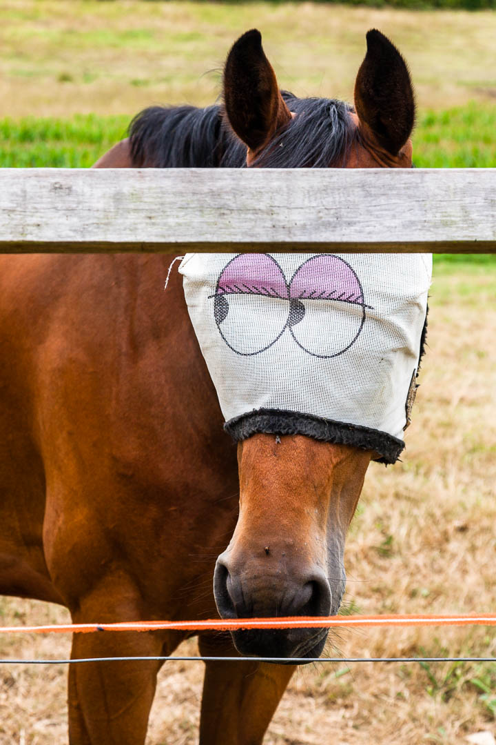 Pferd mit Augenschutz scheint dich anzuschauen / © Foto: Georg Berg