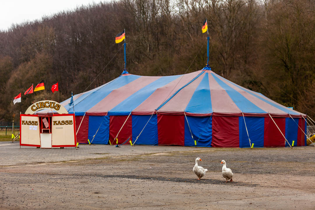So ein Zirkus. Zwei Gänse unterhalten sich / © Foto: Georg Berg