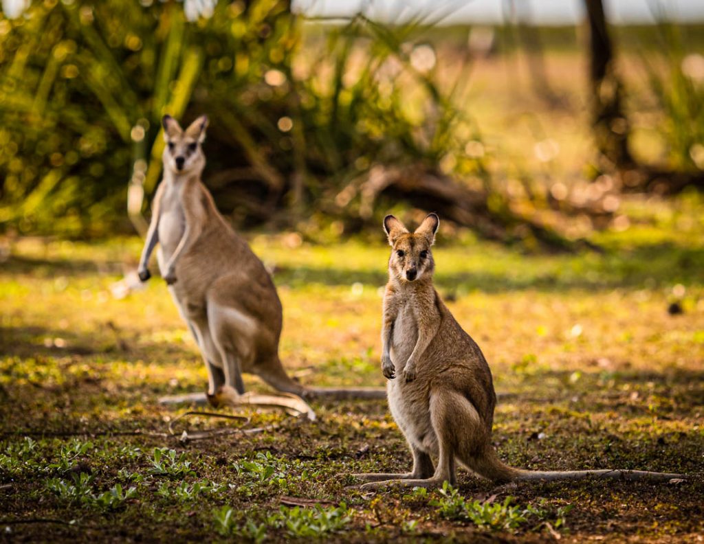 Kängurus sind nur in Australien heimisch / © Foto: Georg Berg