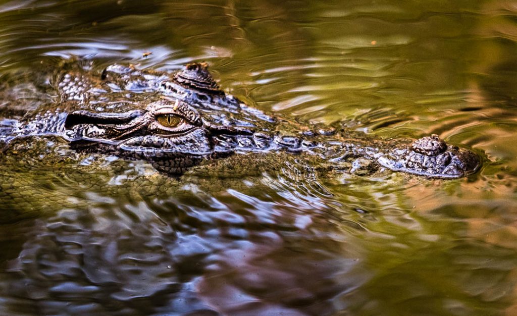 Saltwater crocodile in Northern Australia / © Foto: Georg Berg