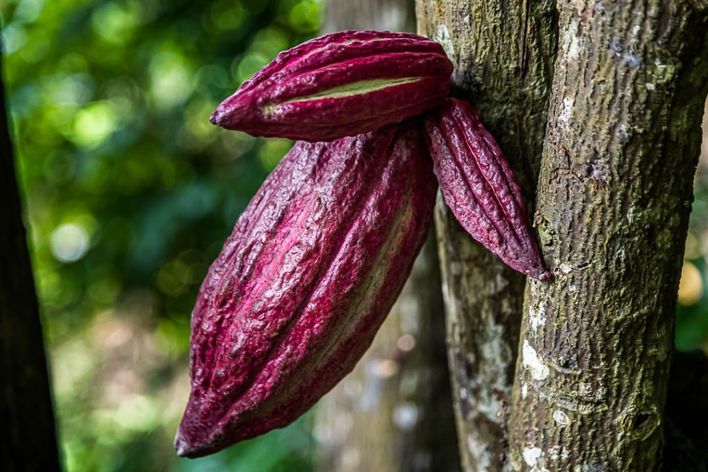 Die Kakao-Frucht wächst am Stamm der Pflanze